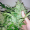 Black Jack Auto (Sweet Seeds) Cannabis-Samen