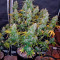 Fast Bud Auto (Sweet Seeds) Cannabis-Samen