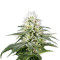 White Rhino (GHS) Cannabis-Samen