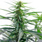 White Russian #1 Auto (Serious Seeds) Cannabis-Samen