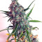 Auto Mazar (Dutch Passion) Cannabis-Samen