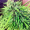 Blue Dream strain