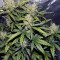 Green Crack Auto (Fast Buds) Cannabis-Samen