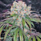Kaya Gold (Nirvana Seeds) Cannabis-Samen
