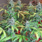 LSD-25 Auto feminisierte Samen