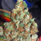 Lemon Thai Kush (Humboldt Seeds Organization) Cannabis-Samen