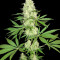 Maya Gold (Sumo Seeds) Cannabis-Samen
