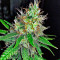 Mohan Ram (Sweet Seeds) Cannabis-Samen