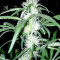 Strawberry Blue (World of Seeds) Cannabis-Samen