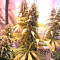 White Lemon (Strain Hunters) Cannabis-Samen