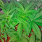 Wonder Woman (Nirvana Seeds) Cannabis-Samen