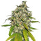AK-48 Automatic (Nirvana Seeds) Cannabis-Samen
