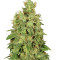 CBD-Chronic (Serious Seeds)