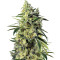 Sweet Amnesia Haze (Sweet Seeds) Cannabis-Samen