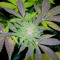 White Widow (Pyramid Seeds) Cannabis-Samen