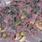 Blackberry Auto feminisierte Samen (Fast Buds)