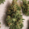 Blackberry Auto feminisierte Samen (Fast Buds)