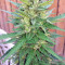 Blue Dream strain