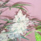 Bulk Smash Auto (Dr. Krippling Seeds) Cannabis-Samen