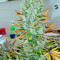 Ice (Nirvana Seeds) Cannabis-Samen