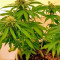 Sugar Mango Ryder Auto (World of Seeds) Cannabis-Samen