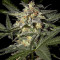 White Widow Auto (GHS) Cannabis-Samen