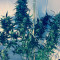 Wipeout Express Auto (Heavyweight Seeds) Cannabis-Samen