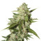 Auto Mazar (Dutch Passion) Cannabis-Samen