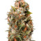 Chemdawg (Humboldt Seeds Organization) Cannabis-Samen