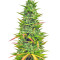 Choco Bud (Vision Seeds) Cannabis-Samen