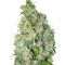 Northern Light X Skunk (World of Seeds) Cannabis-Samen