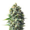 Pineapple Kush (RQS) Cannabis-Samen