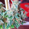 Afghan Kush X Skunk (World of Seeds) Cannabis-Samen