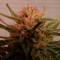 Critical Neville Haze 2.0 (Delicious Seeds) Cannabis-Samen