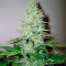 Ice Cream (Paradise Seeds) Cannabis-Samen