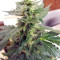 Sweet Mango Auto (GHS) Cannabis-Samen