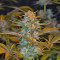 Jack 47 F1 Fast Version (Sweet Seeds) Cannabis-Samen