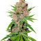 Passion Fruit (Dutch Passion) Cannabis-Samen