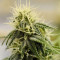 Allkush (Paradise Seeds) Cannabis-Samen