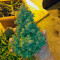 Auto American Pie (Pyramid Seeds) Cannabis-Samen