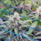 Critical Mass CBD (Dinafem Seeds) Cannabis-Samen