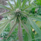 High Level (Eva Seeds) Cannabis-Samen
