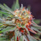 Killer Kush F1 Fast Version (Sweet Seeds) Cannabis-Samen