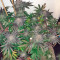 Kush'N'Cheese (Dinafem Seeds) Cannabis-Samen
