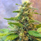 Northern Light X Skunk (World of Seeds) Cannabis-Samen
