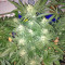 Red Leicester Tease strain