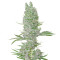 Amnesia XXL Autoflowering (Dinafem Seeds) Cannabis-Samen