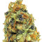 K.O. Kush (Heavyweight Seeds) Cannabis-Samen