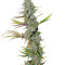 LA Confidential (DNA Genetics) Cannabis-Samen