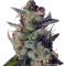 La Lybella (Dutch Passion) Cannabis-Samen